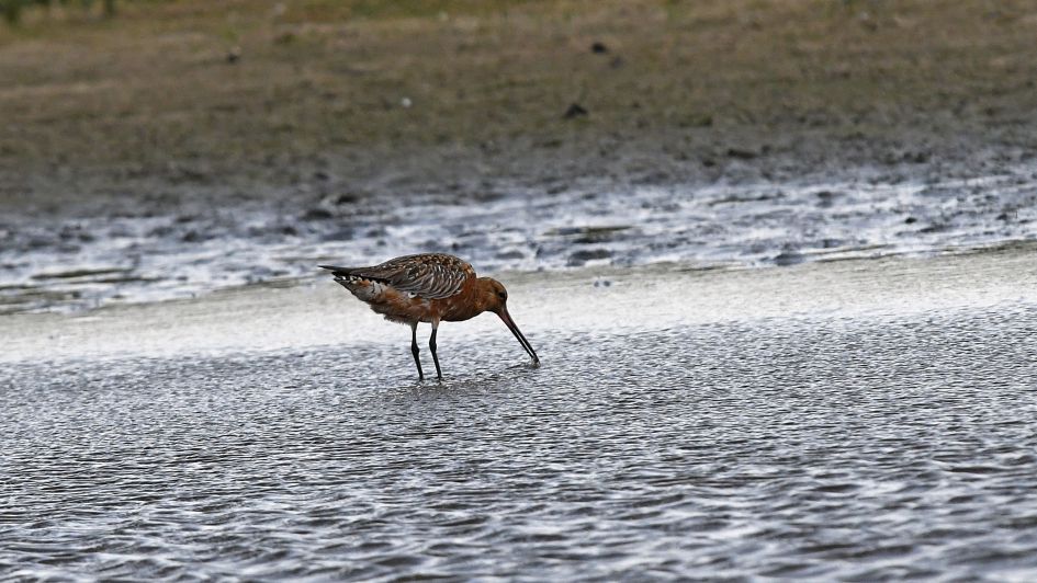 Is dit een rosse grutto ?